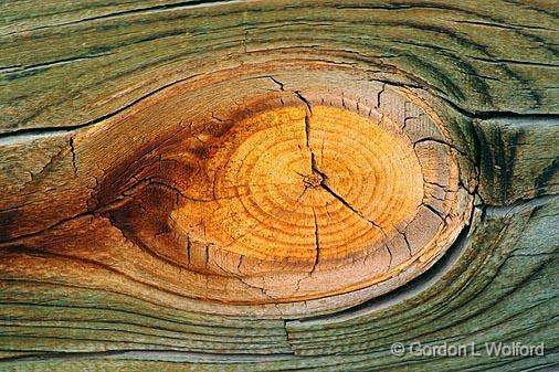 Wood Knot_73004.jpg - Photographed in the Bosque del Apache National Wildlife Refuge near San Antonio, New Mexico, USA. 